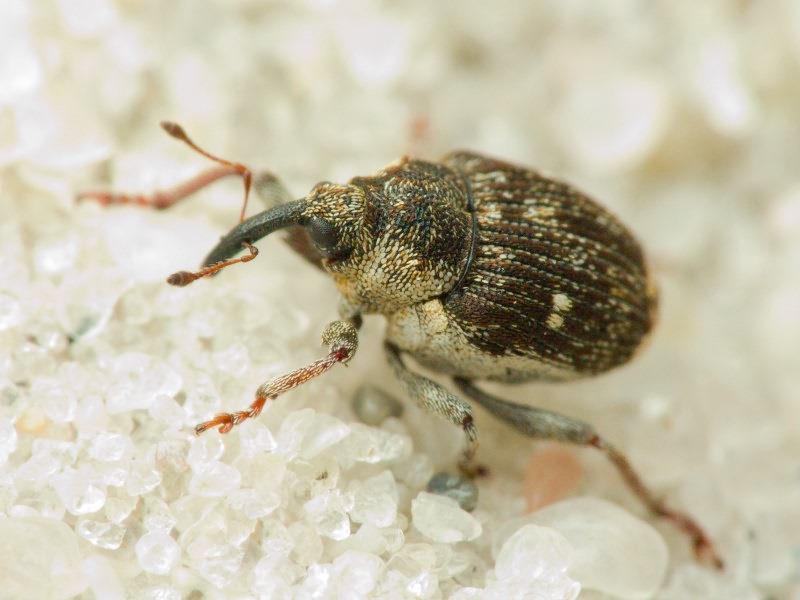 Nedyus quadrimaculatus (Linnaeus, 1758)